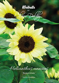 6472   Weibulls Solros Buttercream F1 Helianthus annuus