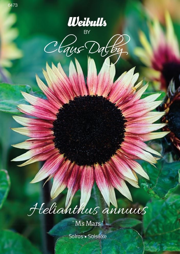6473   Weibulls Solros Ms Mars Helianthus annuus