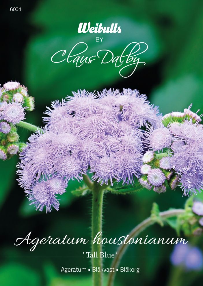 6004   Weibulls Ageratum Tall Blue Ageratum houstonianum