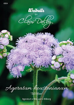 6004   Weibulls Ageratum Tall Blue Ageratum houstonianum