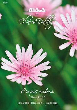 6520   Weibulls Rosenfibbla Rose Pink Crepis rubra