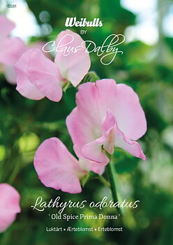 6581   Weibulls Luktärt Old Spice Prima Donna Lathyrus odoratus