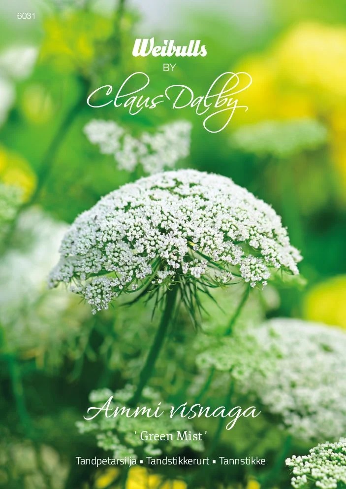 6031   Weibulls Tandpetarsilja Green Mist Ammi visnaga