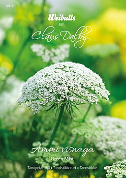 6031   Weibulls Tandpetarsilja Green Mist Ammi visnaga