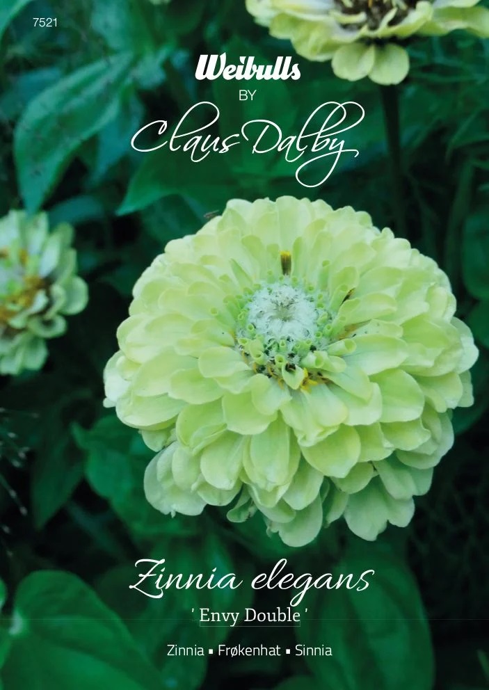 7521   Weibulls Zinnia Envy Double Zinnia elegans