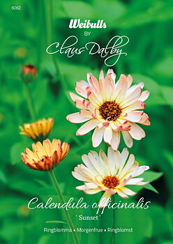 6062   Weibulls Ringblomma Sunset Calendula officinalis