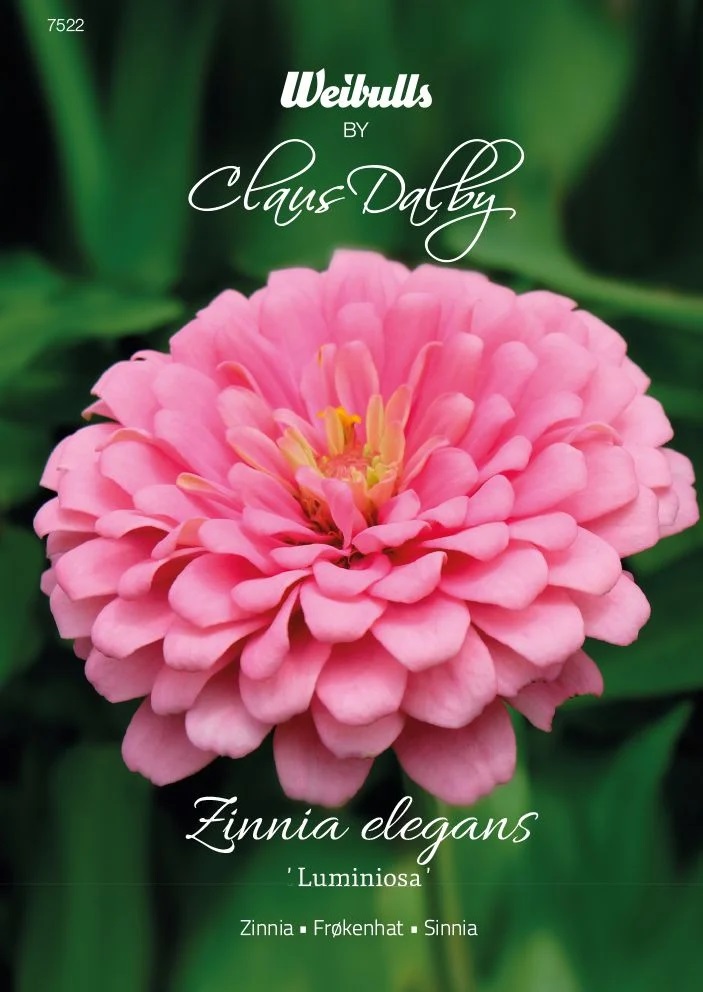 7522   Weibulls Zinnia Luminosa Zinnia elegans