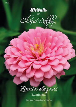 7522   Weibulls Zinnia Luminosa Zinnia elegans