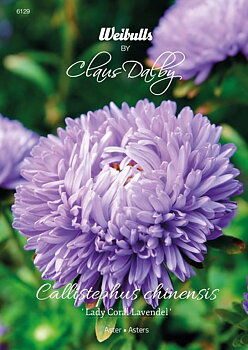 6129   Weibulls Aster Lady Coral Lavender Callistephus chinensis