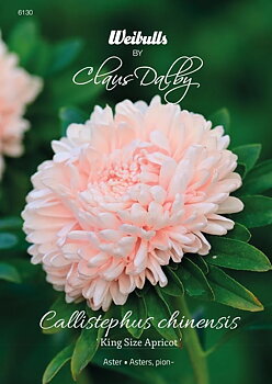 6130   Weibulls Aster King Size Apricot Callistephus chinensis
