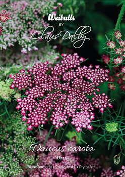 6185   Weibulls Blomstermorot Dara Daucus carota