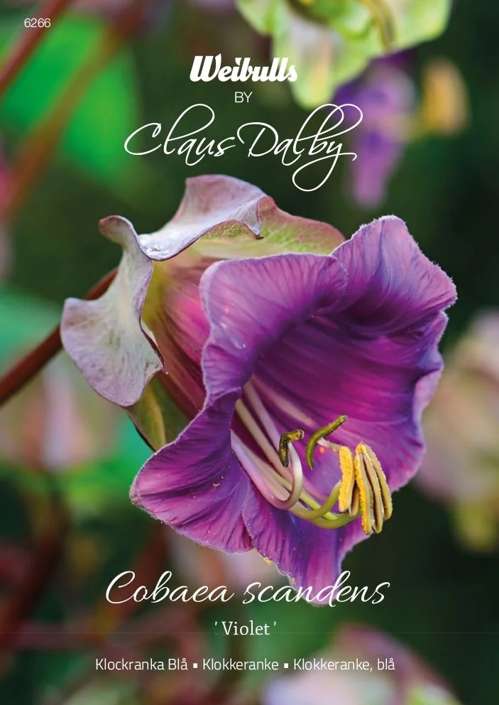 6266   Weibulls Klockranka Blå Violet Cobaea scandens