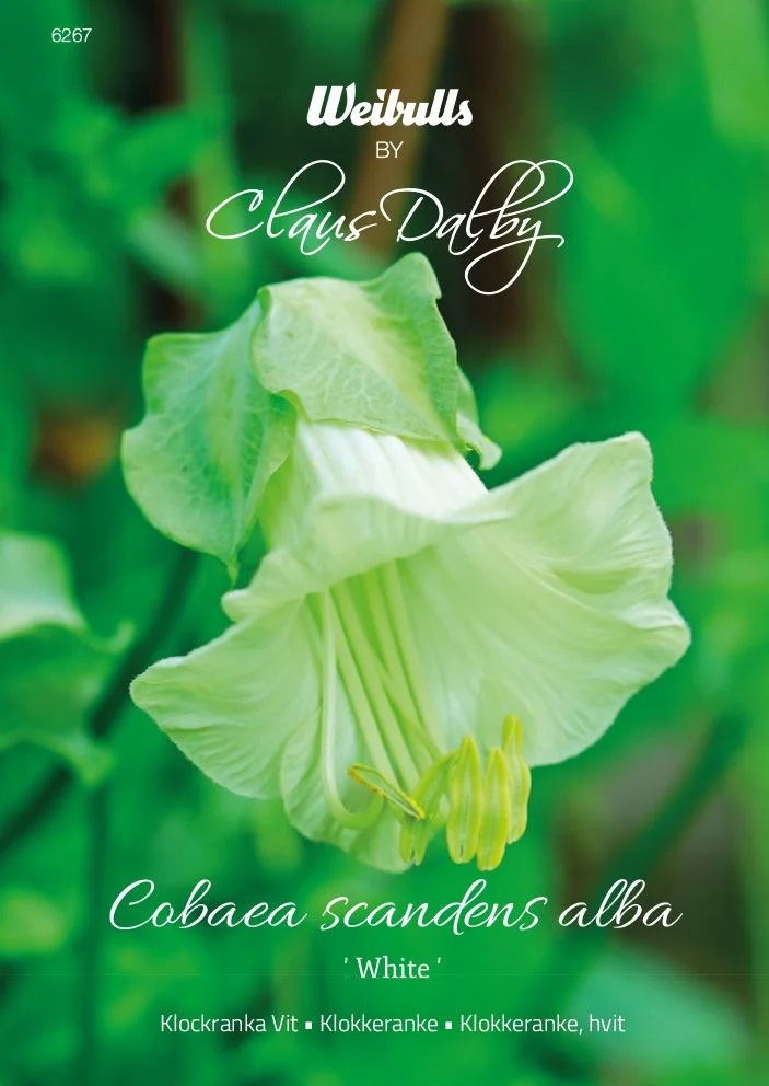 6267   Weibulls Klockranka Vit White Cobaea scandens alba