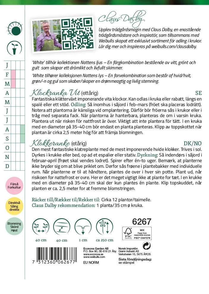 6267   Weibulls Klockranka Vit White Cobaea scandens alba - 2