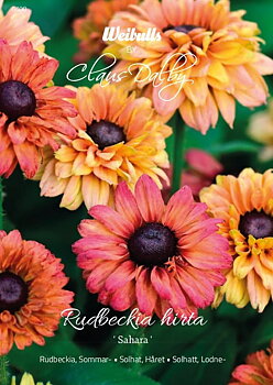 6400   Weibulls Rudbeckia, Sommar- Sahara Rudbeckia hirta
