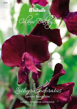 6580   Weibulls Luktärt Spencer Beaujolais Lathyrus odoratus