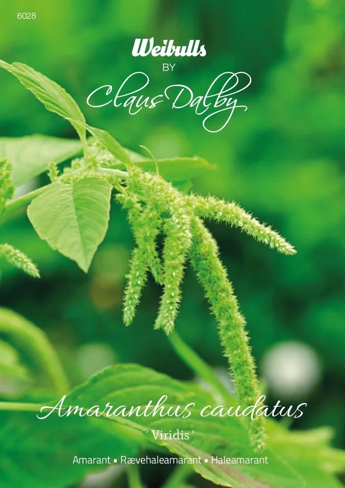 6028   Weibulls Amarant Viridis Amaranthus caudatus