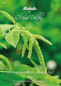 6028   Weibulls Amarant Viridis Amaranthus caudatus