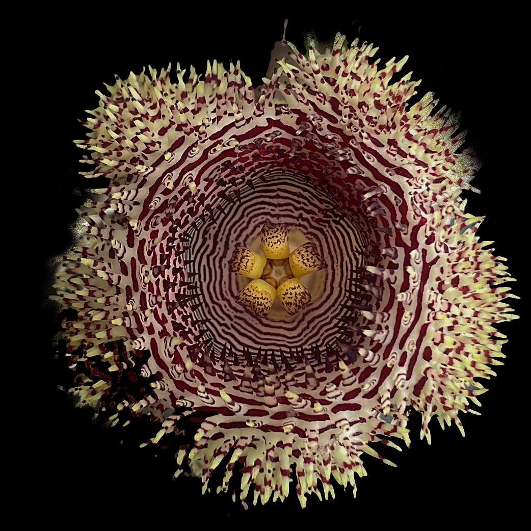 Huernia hystrix
