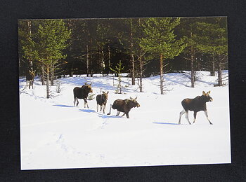 Vykort Älgar i snö