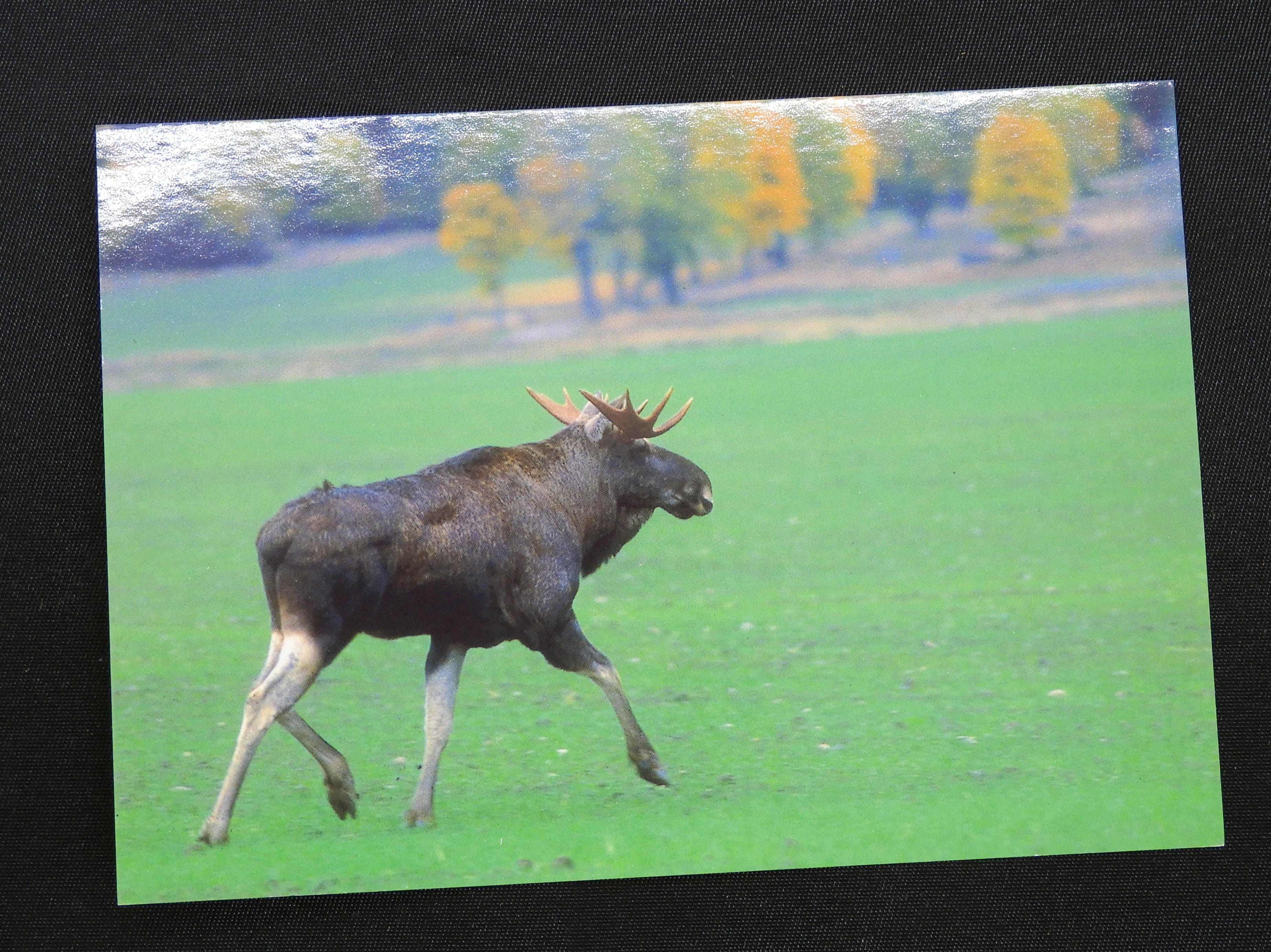 Vykort Älg på grönbete