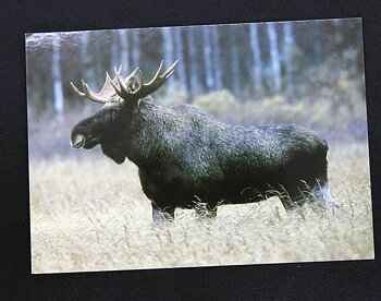 Vykort Älg stor