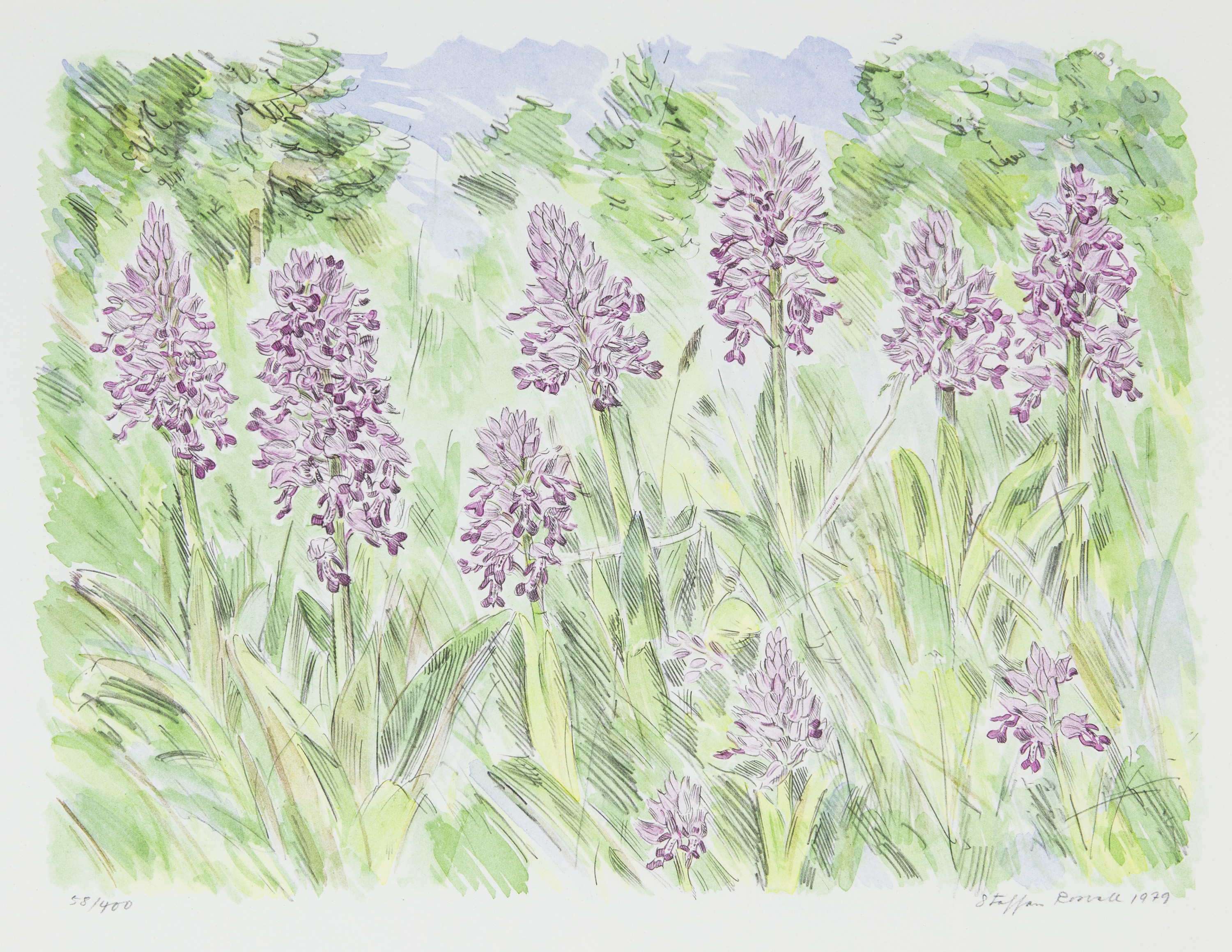 Orchis militaris - 2