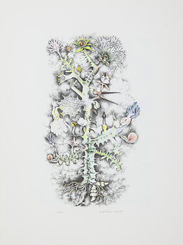 Planta Pluralis