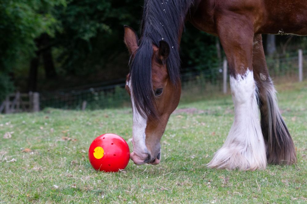 Likit snack-a-ball flera färger - 3