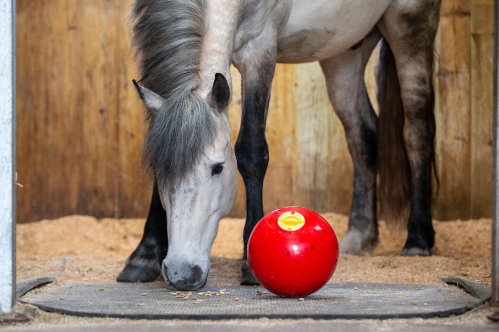 Likit snack-a-ball flera färger - 4