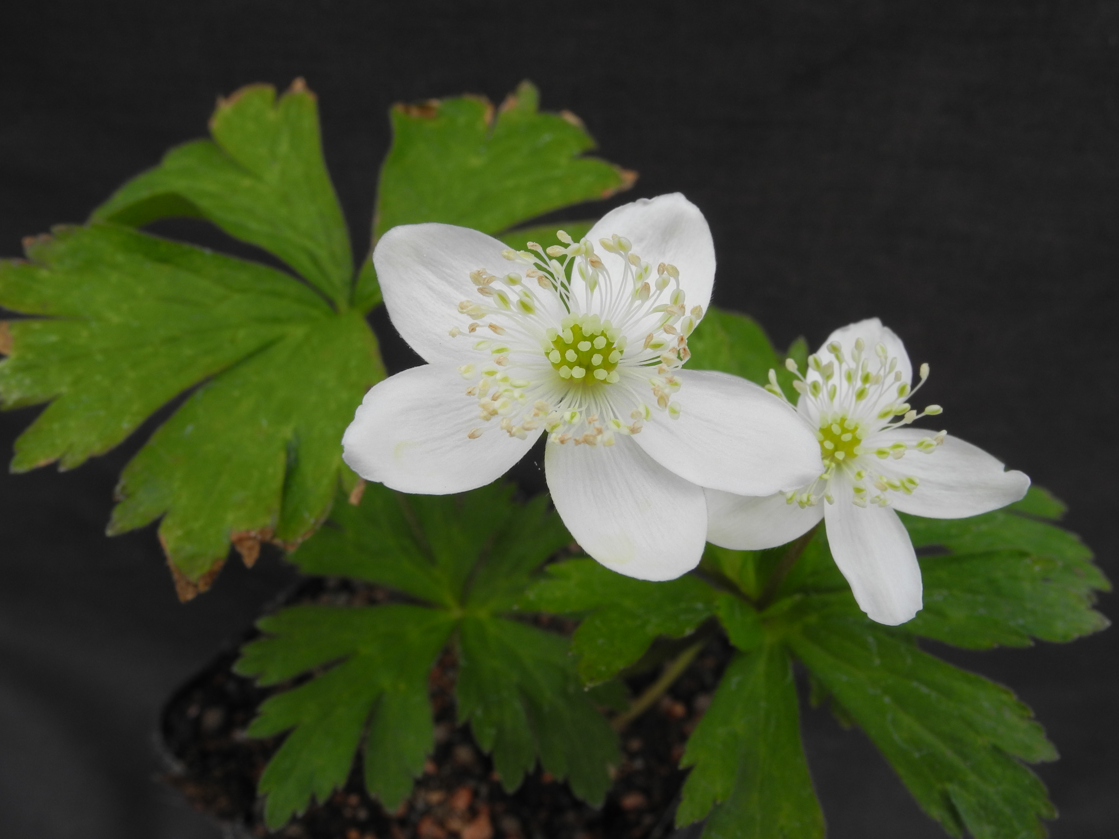 Anemone baicalensis f. laevigata