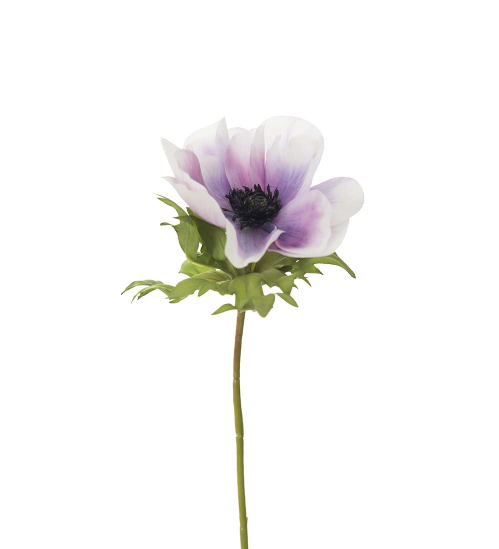 Anemone - Blue-purple - 43 cm - 4