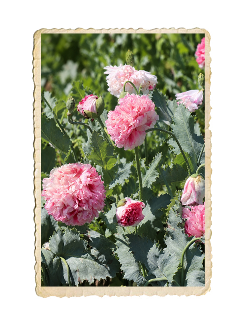 Pionvallmo Flemish Antique Peony - 3