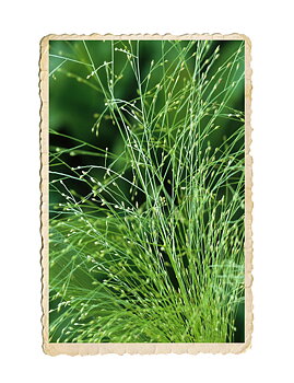 Jungfruhirs Fontaine 