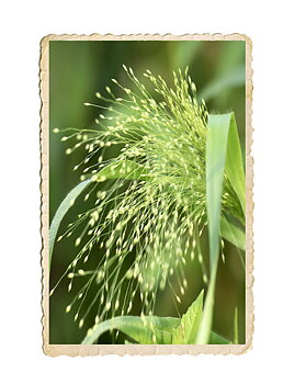 Jungfruhirs Fontaine 