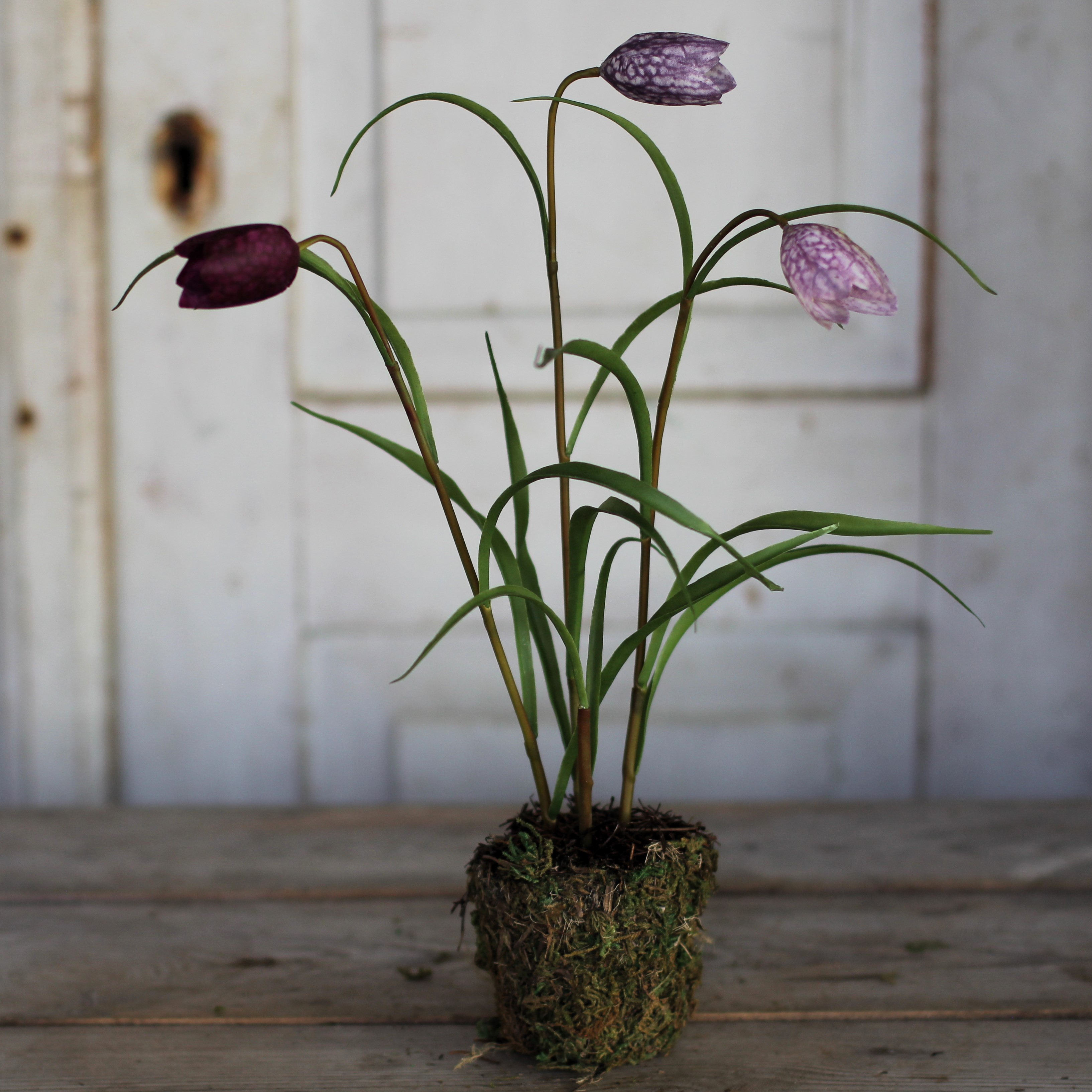 Frittilaria 30 cm - Lila