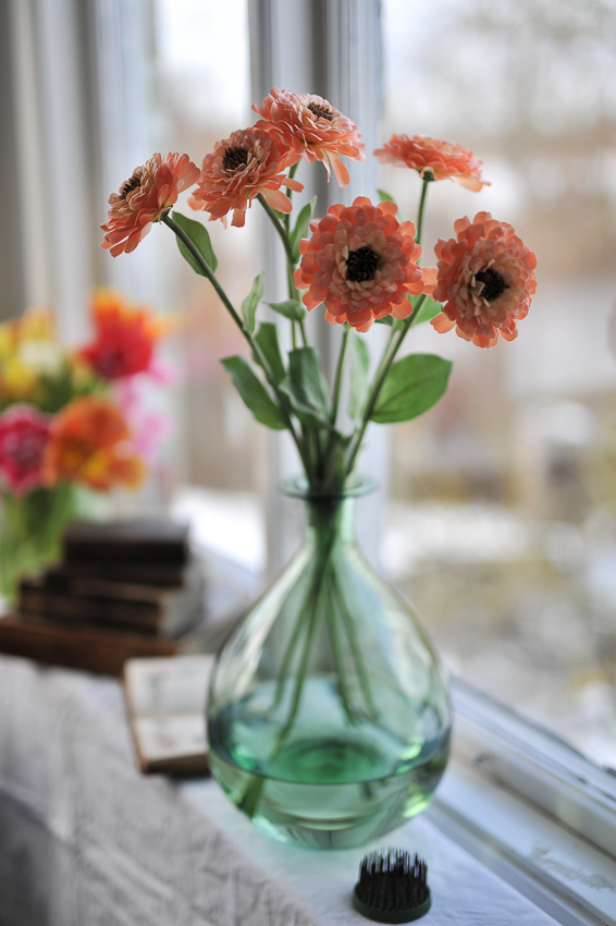 Zinnia - Aprikos - 58 cm  - 2