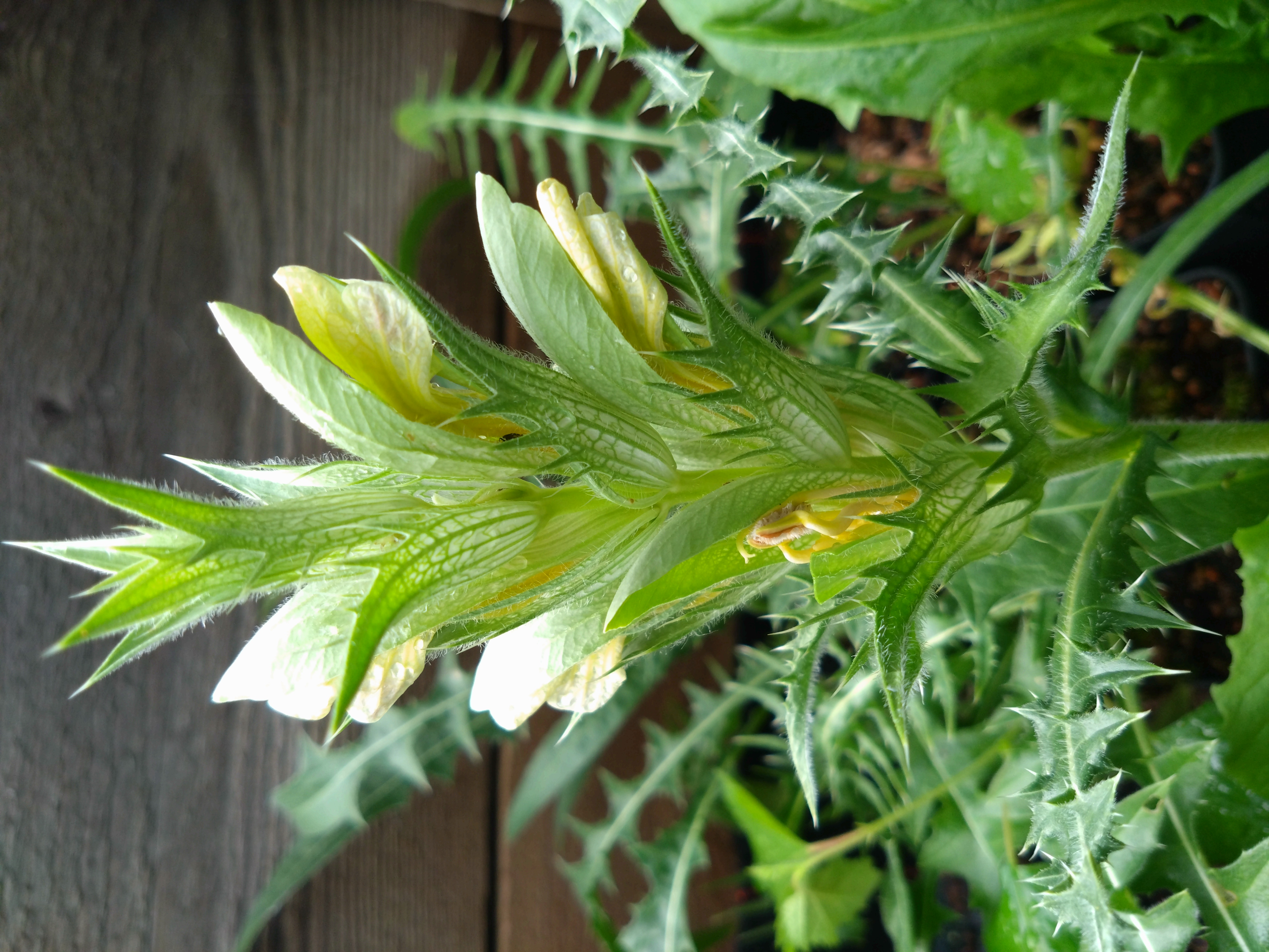 Acanthus hirsutus ssp syriacus