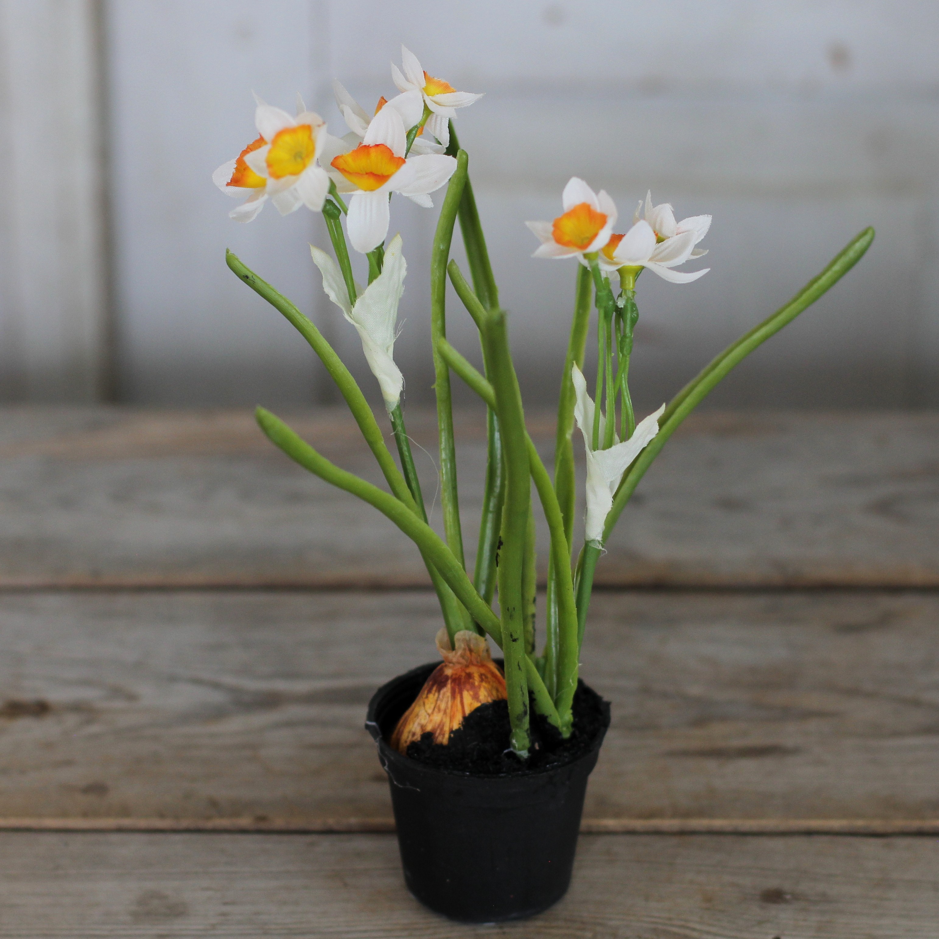 Påsklilja 22 cm - Vit/Gul