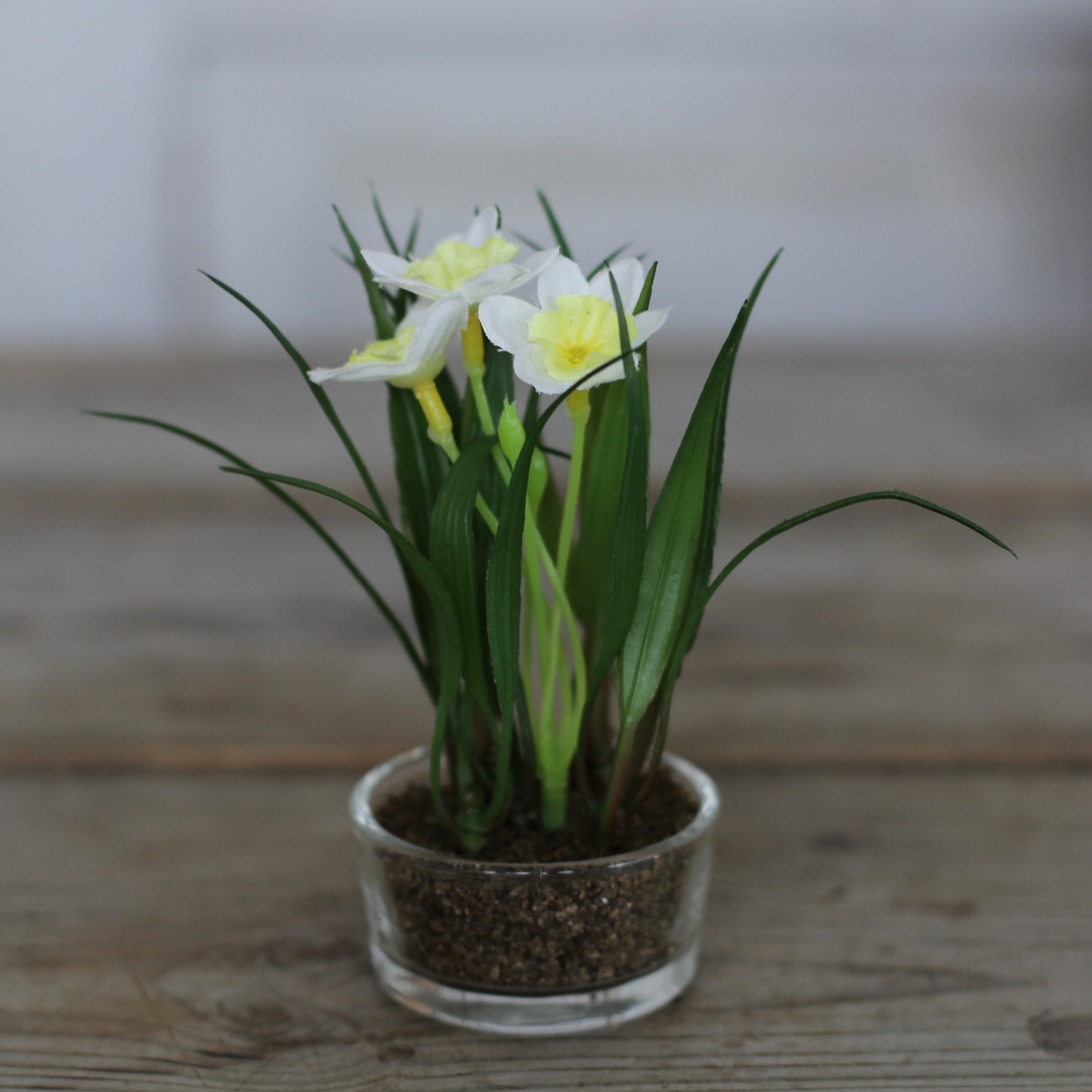 Påsklilja Mini 10 cm - Vit/Gul