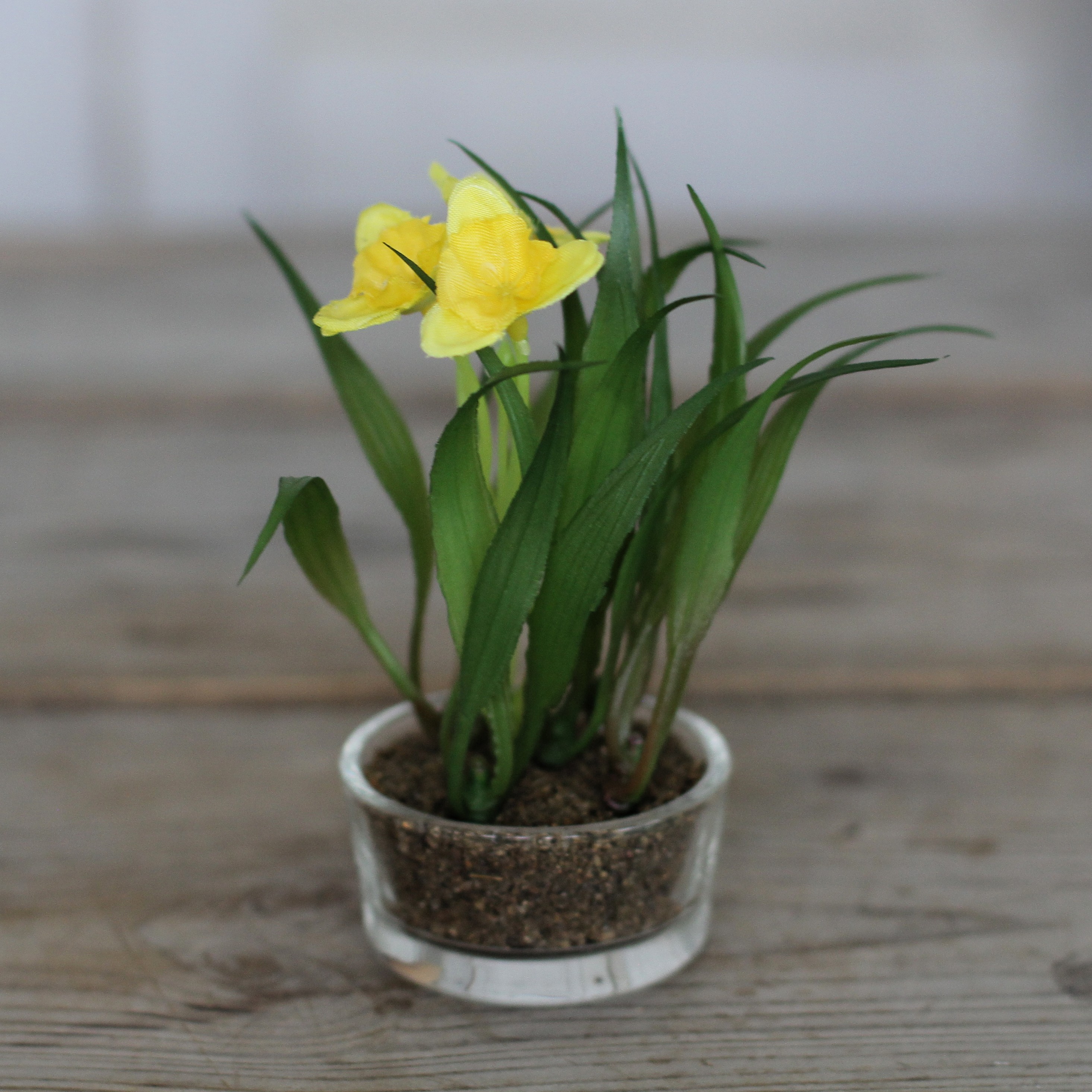 Påsklilja Mini 10 cm - Gul