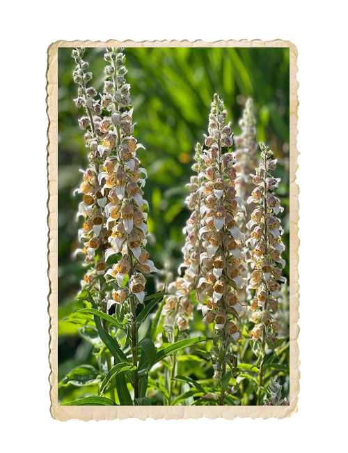 Grekisk fingerborgsblomma Café Creme - 3