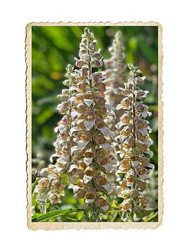 Grekisk fingerborgsblomma Café Creme