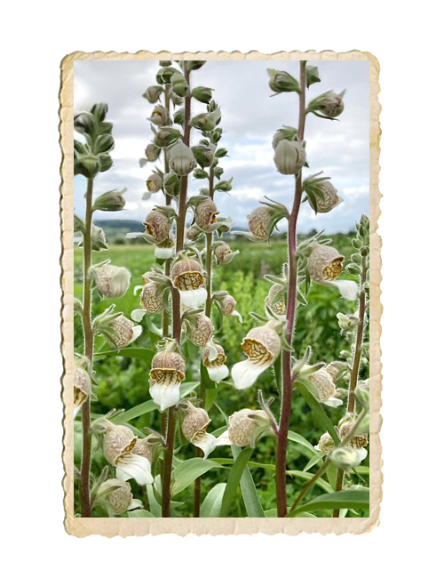 Grekisk fingerborgsblomma Café Creme - 2
