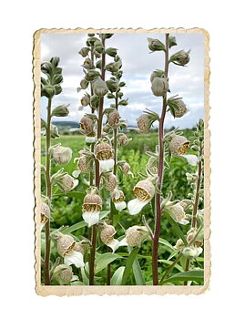 Grekisk fingerborgsblomma Café Creme