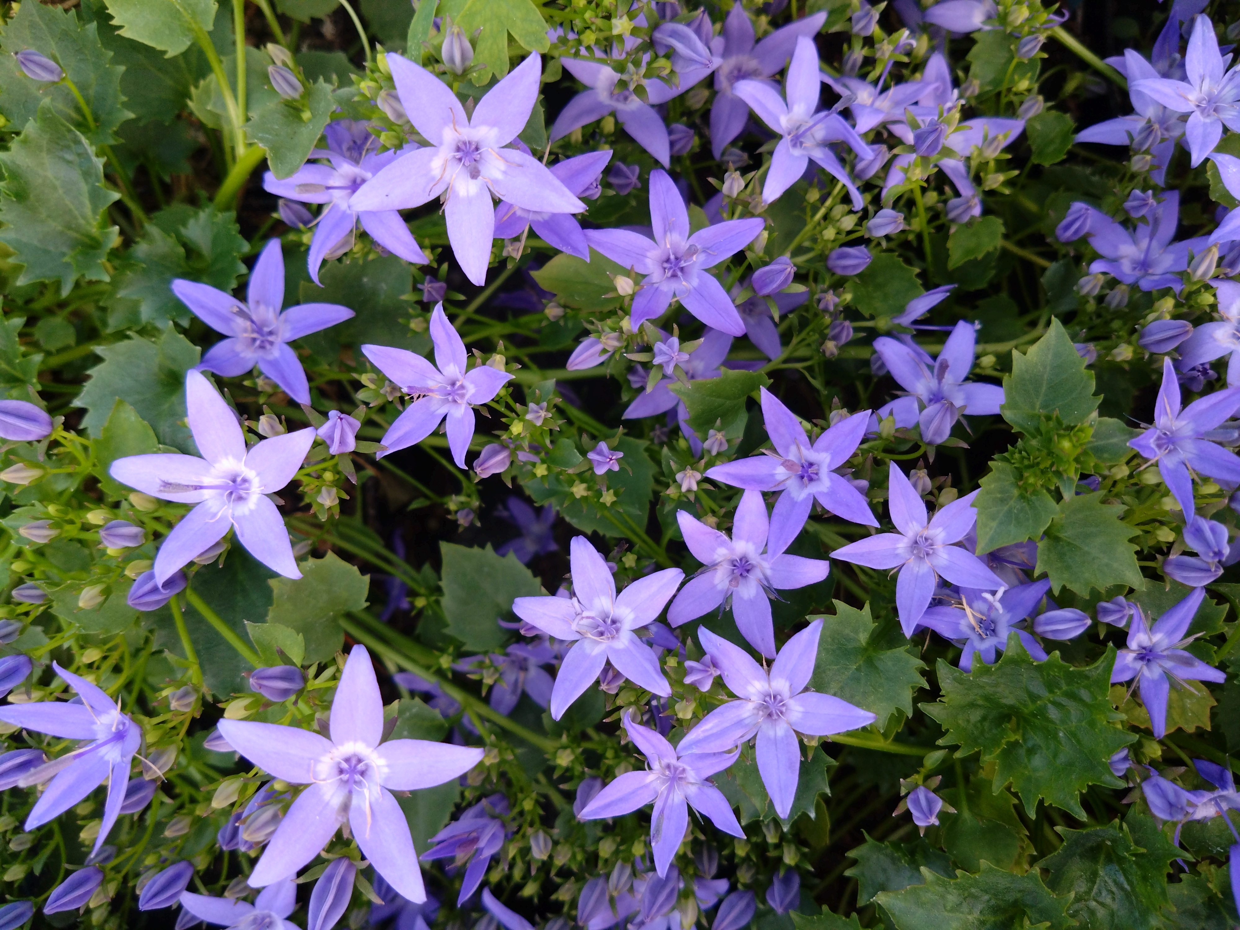 Campanula fenestrellata