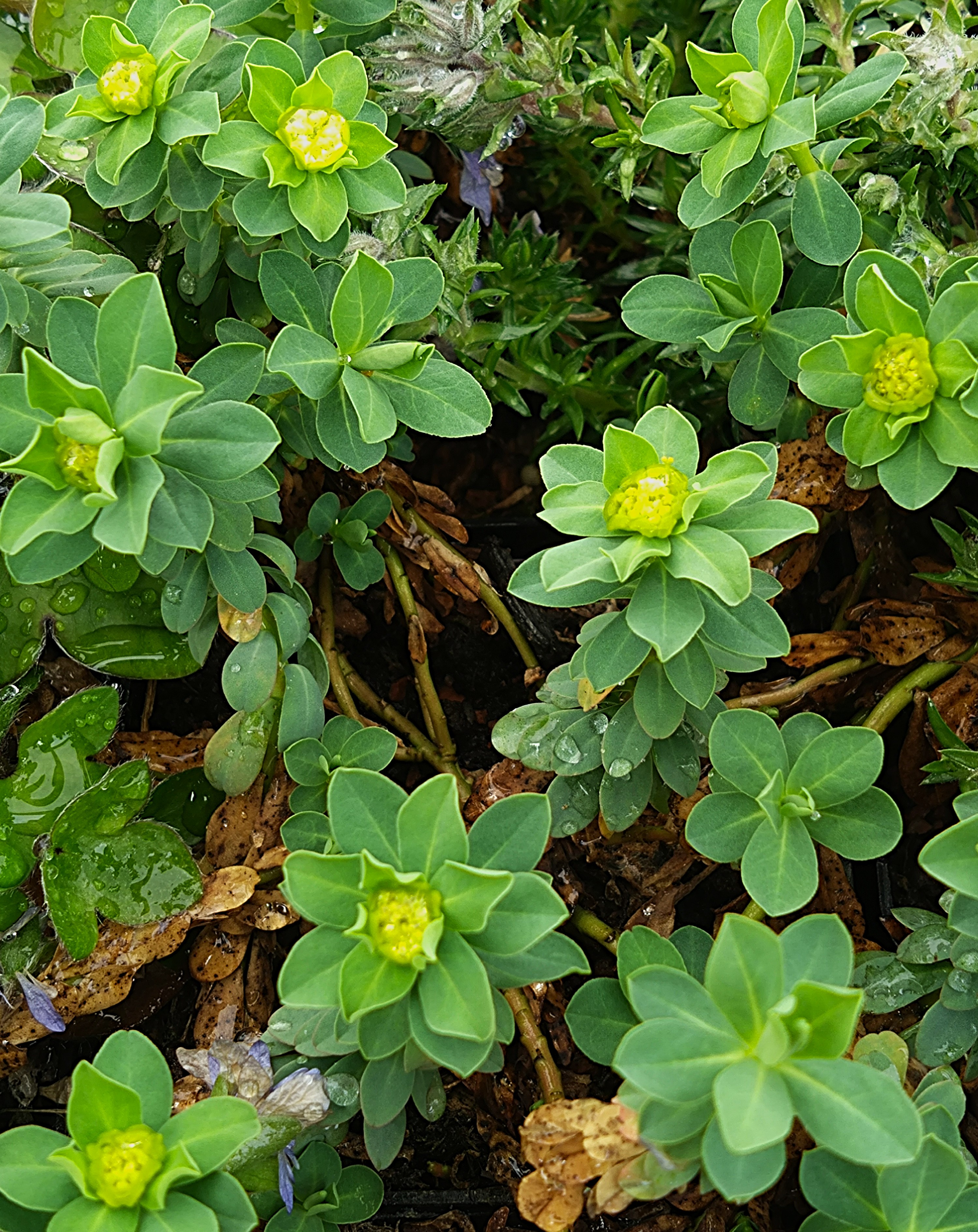 Euphorbia capitulata
