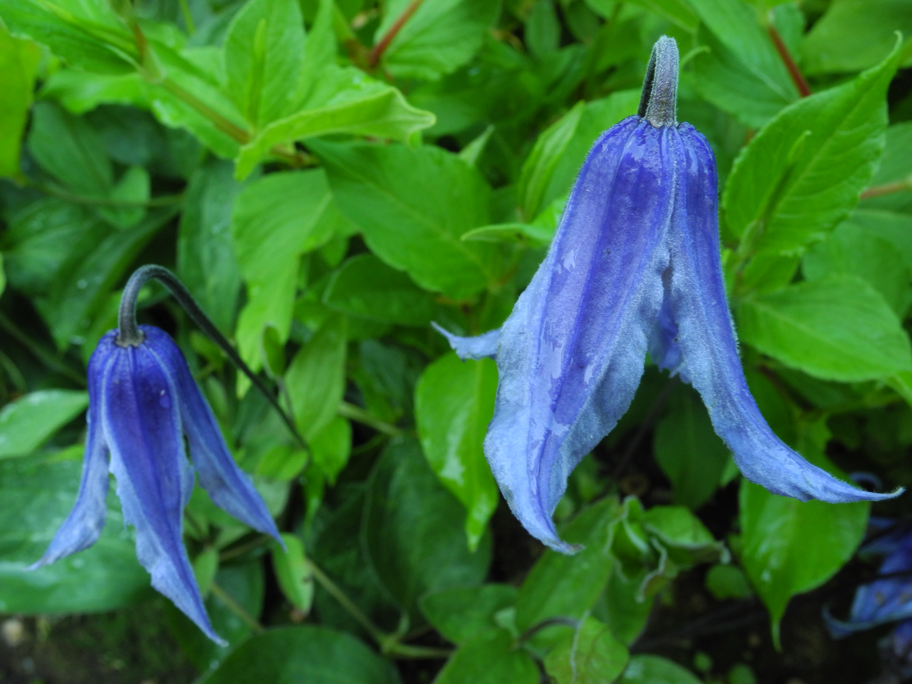 Clematis integrifolia