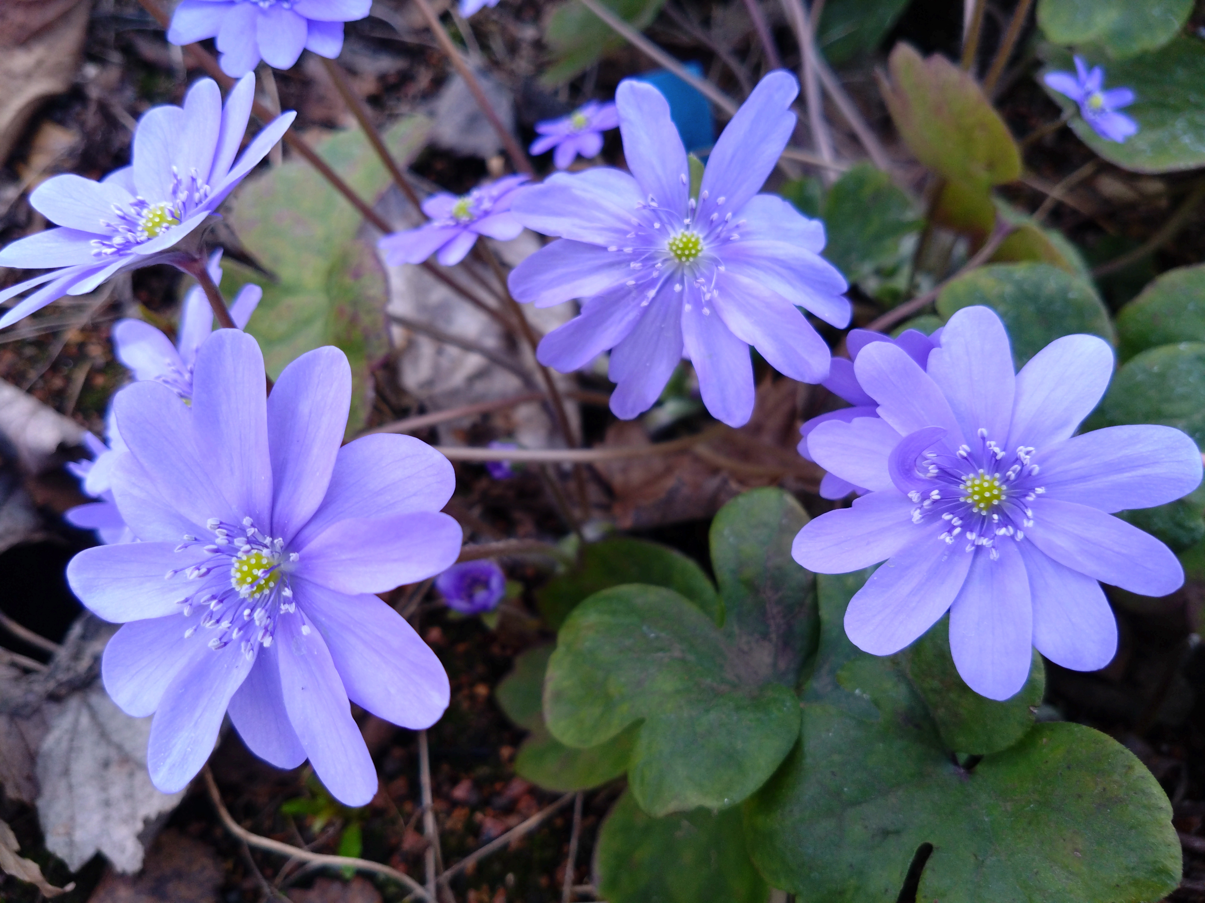 Hepatica transsilvatica ' Majblomma'