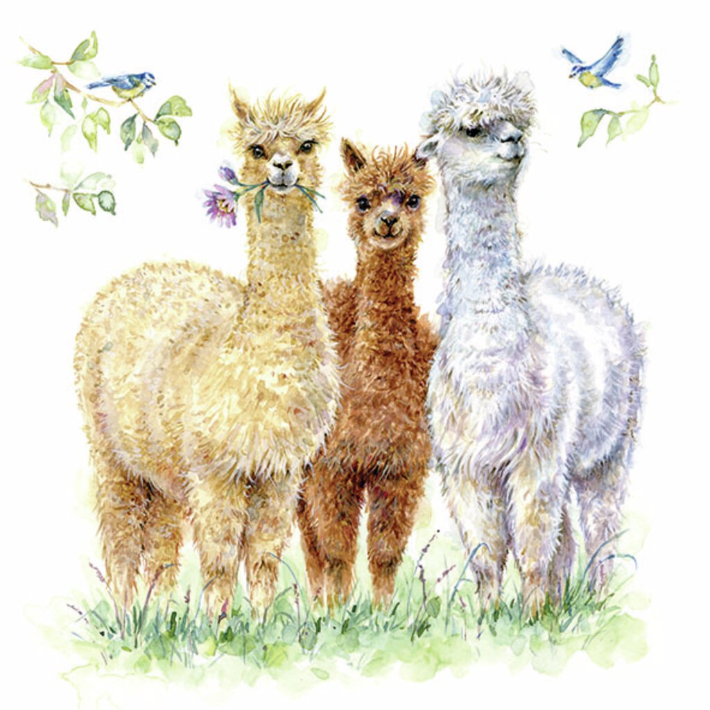 Servett - Alpaca friends